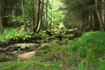 Wandern durch die Natur